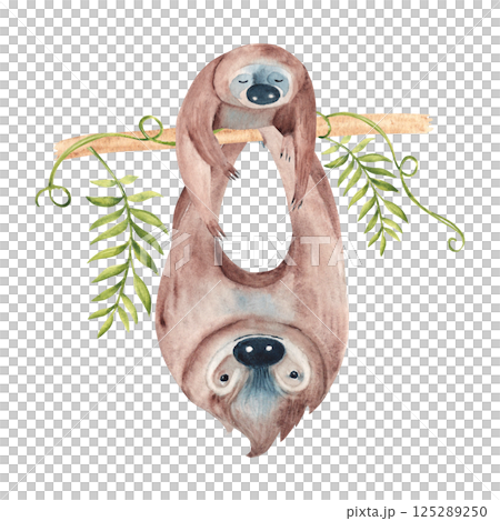 Sloth Family. Baby and father sloth hanging on Liana branch with tropical leaves. Watercolor painting of cute wild animals isolated on white background. Happy Fathers day. For kids cards and posters Sloth Family. Baby and father sloth hanging on Liana branch with tropical leaves. Watercolor painting of cute wild animals isolated on white background. Happy Fathers day. For kids cards and posters 125289250