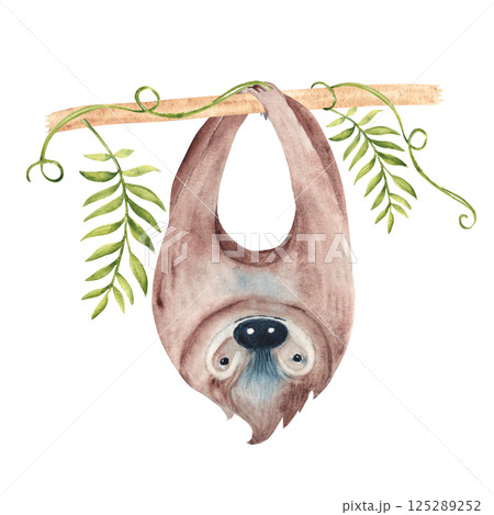 Sloth hanging upside down on Liana branch with tropical leaves. Watercolor painting of cute Tropical animal isolated on white background. For kids cards and posters, wallpaper. Sloth hanging upside down on Liana branch with tropical leaves. Watercolor painting of cute Tropical animal isolated on white background. For kids cards and posters, wallpaper. 125289252