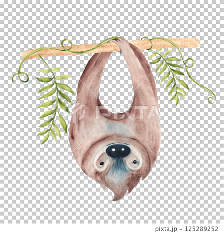 Sloth hanging upside down on Liana branch with tropical leaves. Watercolor painting of cute Tropical animal isolated on white background. For kids cards and posters, wallpaper. 125289252