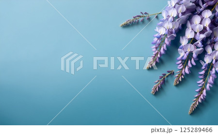 ミニマルに佇む藤の花房 125289466