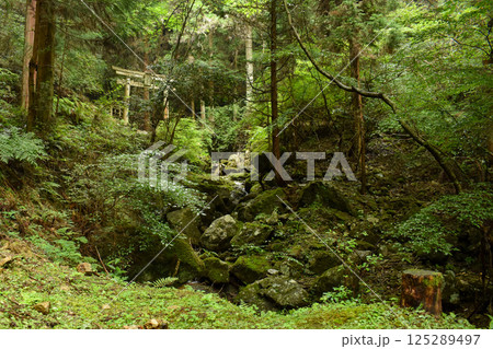 苔に覆われた岩 苔に覆われた岩 125289497