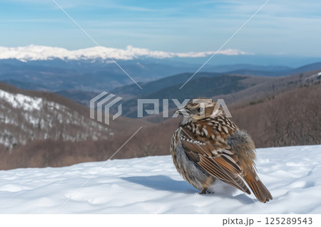 A closeup shot of a sparrow on the snow with mountains in the background 125289543