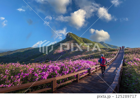 spring view of pink azalea flowers at Hwangmaesan Mountain with the background of mountain range near Hapcheon-gun, South Korea. 125289717