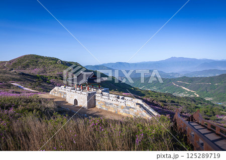 spring view of pink azalea flowers at Hwangmaesan Mountain with the background of mountain range near Hapcheon-gun, South Korea. 125289719