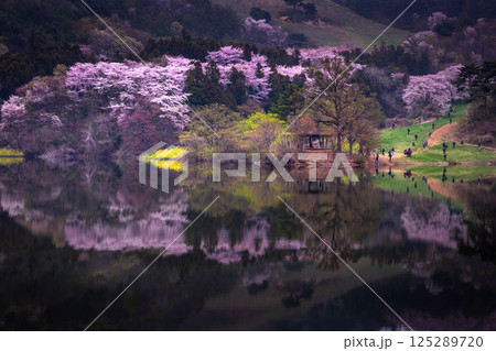 Spring in Korea and cherry blossom trees around Yongbi Lake in Seosan, South Korea. 125289720