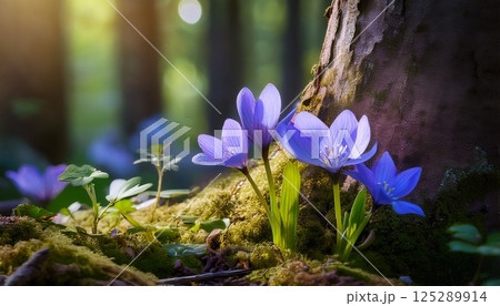 緑の森と小さなスミレ 125289914