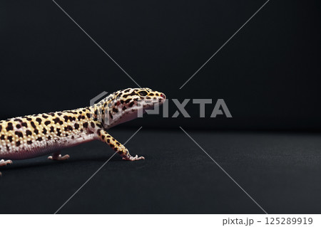 Leopard gecko exploring a dark surface in a serene indoor environment Leopard gecko exploring a dark surface in a serene indoor environment 125289919