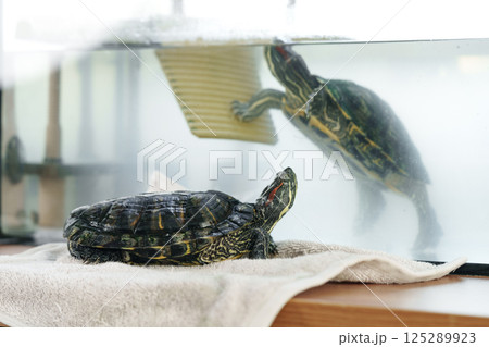 Turtle enjoys a relaxing moment on the edge of its habitat while another swims nearby in a spacious aquarium setting 125289923
