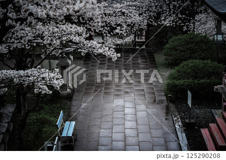 雨上がりの満開の桜が咲く奈良・壺坂寺 雨上がりの満開の桜が咲く奈良・壺坂寺 125290208