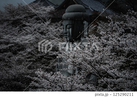 雨上がりの満開の桜が咲く奈良・壺坂寺 雨上がりの満開の桜が咲く奈良・壺坂寺 125290211