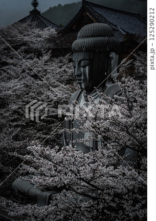 雨上がりの満開の桜が咲く奈良・壺坂寺 125290212