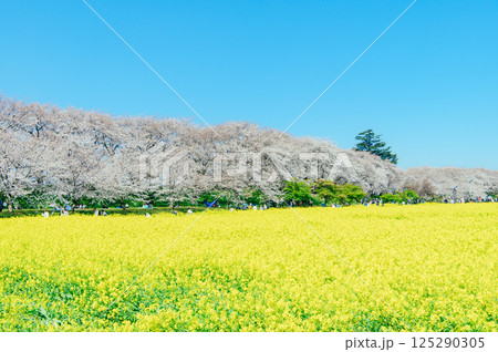 幸手市 権現堂桜堤 125290305