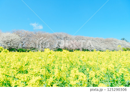 幸手市 権現堂桜堤 幸手市 権現堂桜堤 125290306