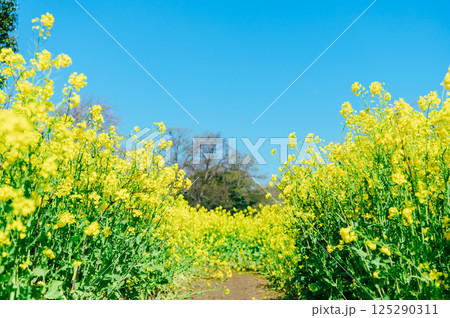 幸手市 権現堂桜堤 幸手市 権現堂桜堤 125290311