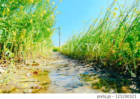 幸手市 権現堂桜堤 125290321