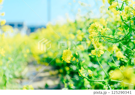幸手市 権現堂桜堤 幸手市 権現堂桜堤 125290341