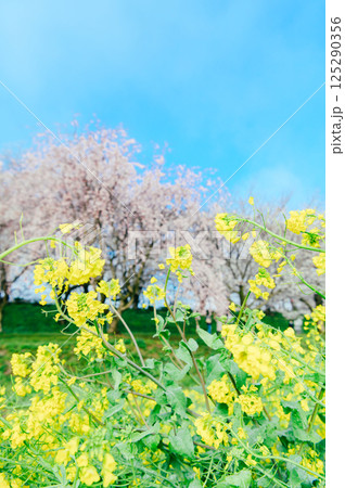 幸手市 権現堂桜堤 125290356