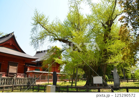 千葉県市原市八幡のパワースポット　飯香岡八幡宮の夫婦銀杏 125290572