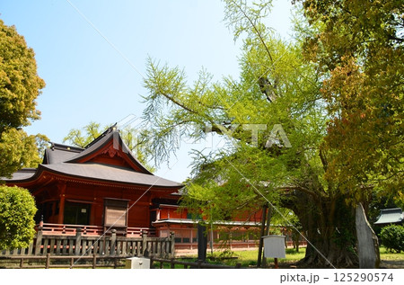 千葉県市原市八幡のパワースポット 飯香岡八幡宮の夫婦銀杏 千葉県市原市八幡のパワースポット 飯香岡八幡宮の夫婦銀杏 125290574