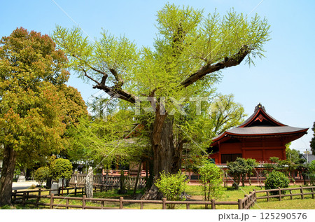千葉県市原市八幡のパワースポット 飯香岡八幡宮の夫婦銀杏 千葉県市原市八幡のパワースポット 飯香岡八幡宮の夫婦銀杏 125290576