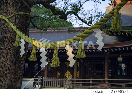 明治神宮のご神木、夫婦楠にかかるしめ縄の神聖な光景 125290586