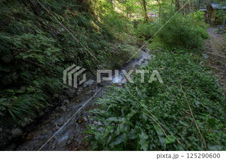 静寂に包まれた森の小川と緑の景色 125290600