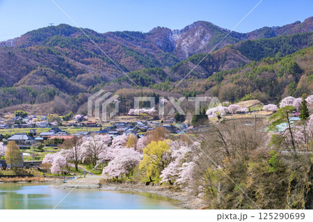 桜満開の高遠城址公園 125290699
