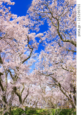 桜満開の高遠城址公園 125290701