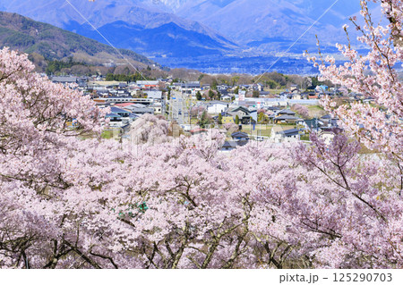 桜満開の高遠城址公園 125290703