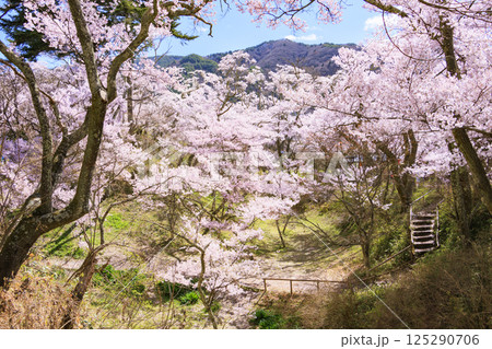 桜満開の高遠城址公園 125290706
