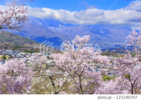 桜満開の高遠城址公園 125290707