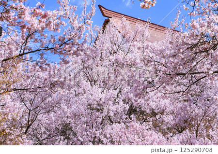 桜満開の高遠城址公園 125290708