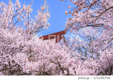 桜満開の高遠城址公園 125290709