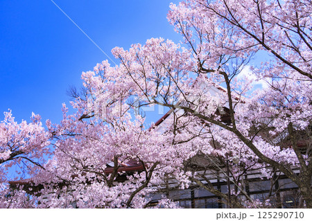 桜満開の高遠城址公園 125290710