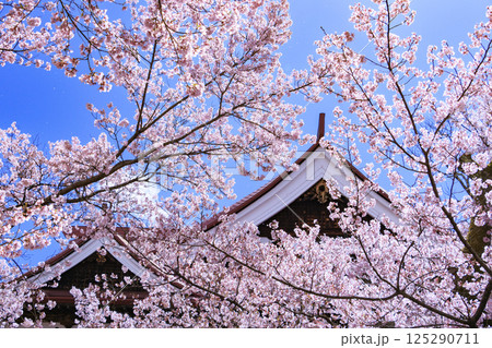 桜満開の高遠城址公園 125290711