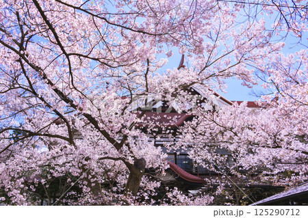 桜満開の高遠城址公園 桜満開の高遠城址公園 125290712