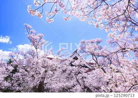 桜満開の高遠城址公園 桜満開の高遠城址公園 125290713