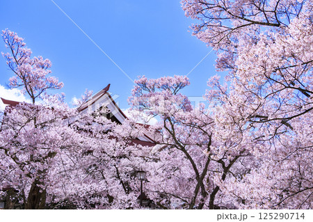 桜満開の高遠城址公園 桜満開の高遠城址公園 125290714