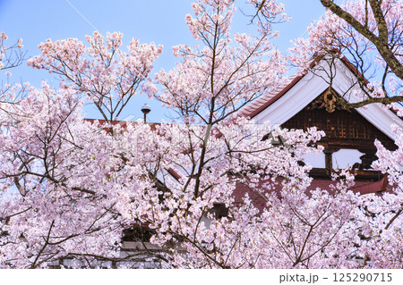 桜満開の高遠城址公園 125290715