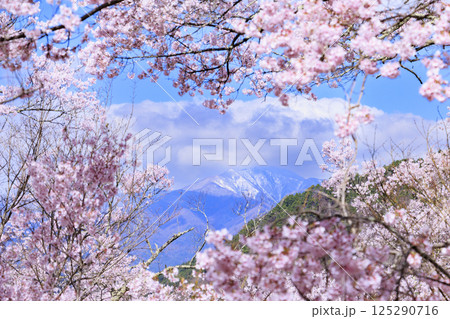 桜満開の高遠城址公園 桜満開の高遠城址公園 125290716