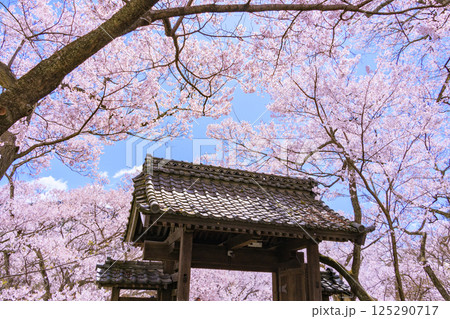 桜満開の高遠城址公園 125290717