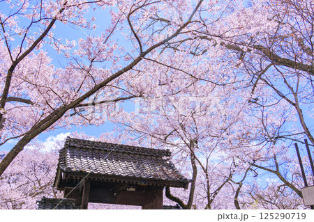 桜満開の高遠城址公園 125290719