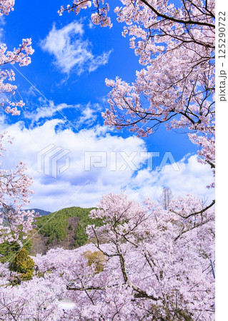 桜満開の高遠城址公園 125290722