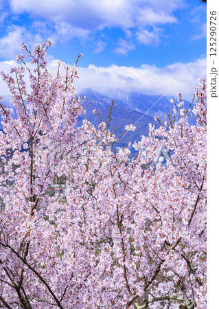 桜満開の高遠城址公園 桜満開の高遠城址公園 125290726