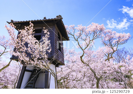 桜満開の高遠城址公園 125290729