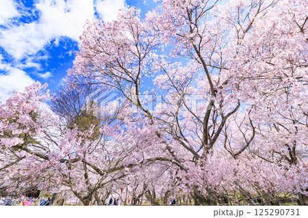 桜満開の高遠城址公園 125290731