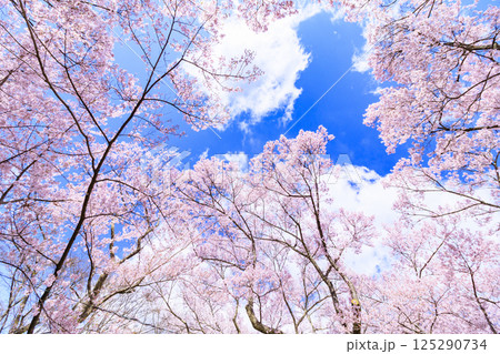 桜満開の高遠城址公園 桜満開の高遠城址公園 125290734