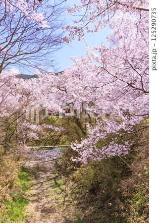 桜満開の高遠城址公園 桜満開の高遠城址公園 125290735