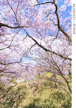 桜満開の高遠城址公園 桜満開の高遠城址公園 125290736