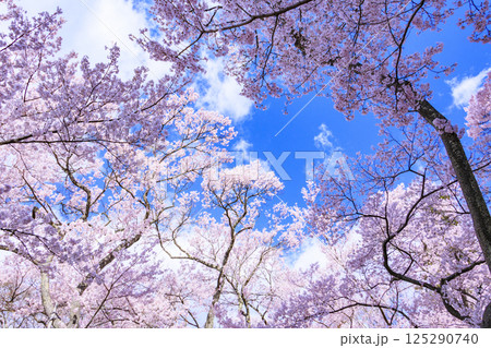 桜満開の高遠城址公園 桜満開の高遠城址公園 125290740